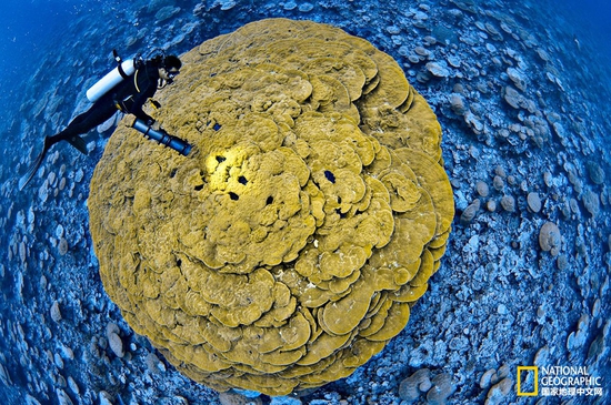金曼礁國家紀念區(qū)，太平洋攝影：Brian Skerry，國家地理創(chuàng)意版