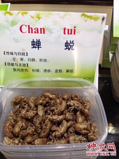 你可能沒(méi)想到，這個(gè)知了幼蟲(chóng)退下的皮還是一味藥，對(duì)嗎？
