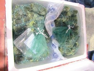  大陸進口大閘蟹被檢出禁用的動物用藥，已全數(shù)銷毀。 圖片來源：臺灣《聯(lián)合報》