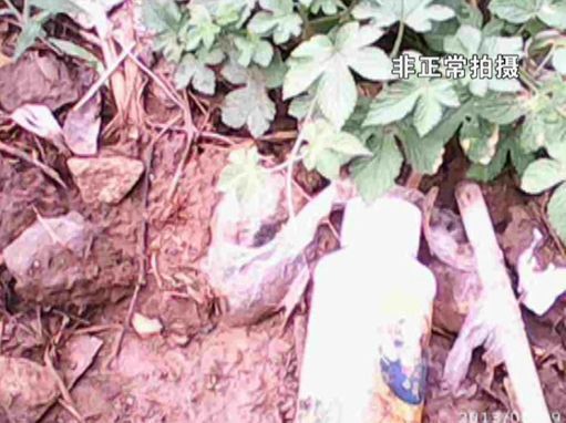 大棚蔬菜園區(qū)里到處丟棄著農(nóng)藥廢物。