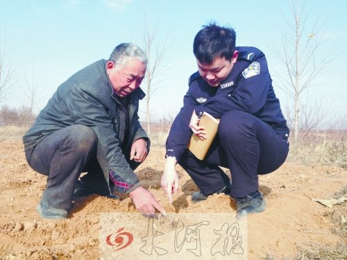 牡丹苗被盜之后，郭萬(wàn)通又補(bǔ)種的牡丹苗已經(jīng)發(fā)芽