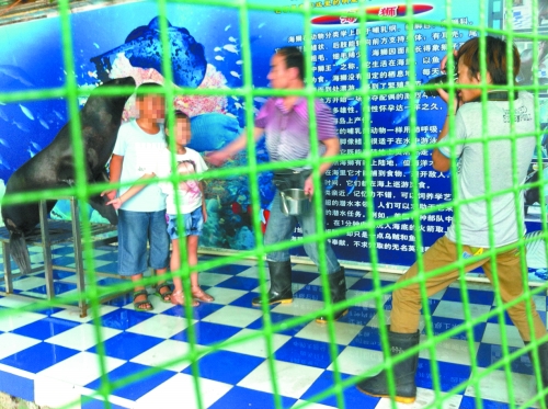 海獅就這樣被飼養(yǎng)員和攝影師擺弄，稍不聽話就會遭到毒打。