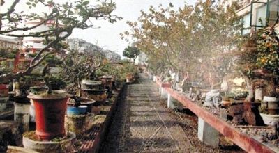 劉光嘉出示博物館內(nèi)部圖片中，擺放著各種盆景。
