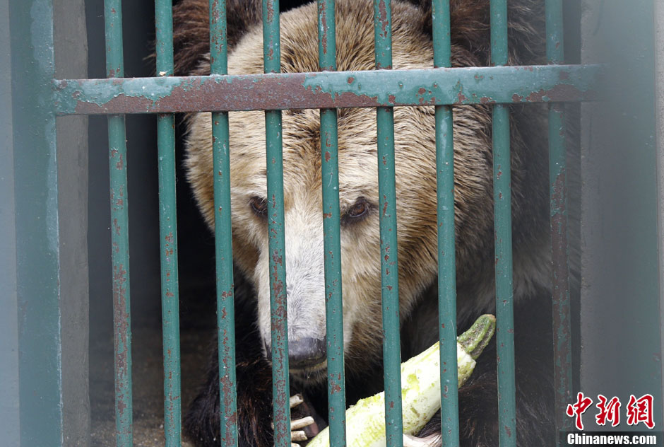 6月19日，河南鄭州，新密市動物園咬死飼養(yǎng)員的肇事棕熊被暫押在鄭州動物園內(nèi)，該熊“臥室”周圍被三重鋼