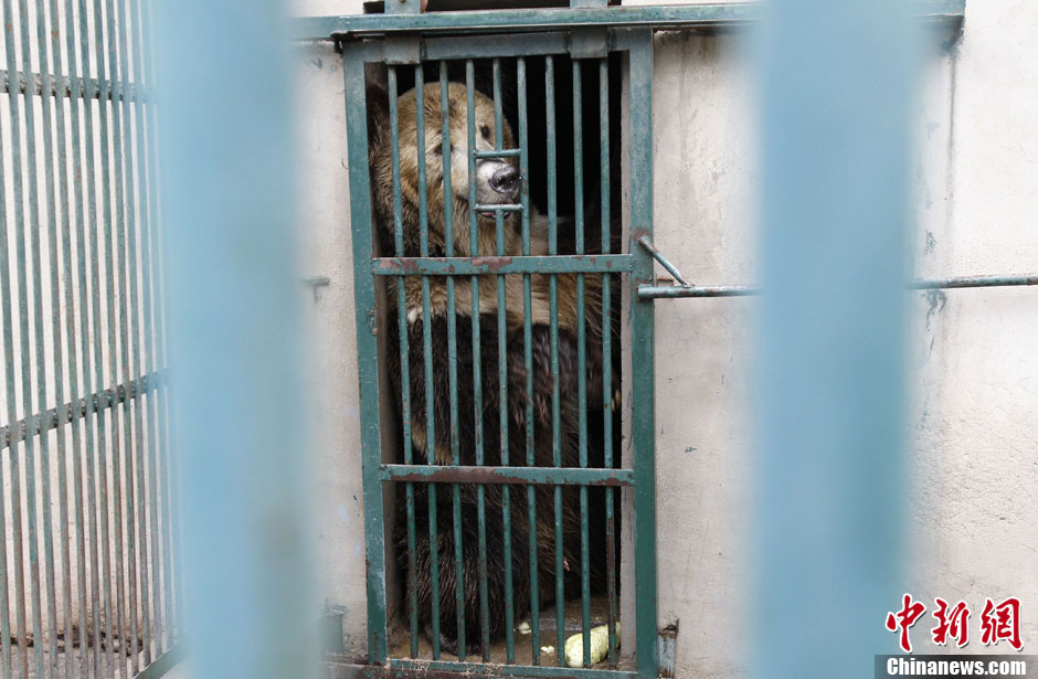 6月19日，河南鄭州，新密市動物園咬死飼養(yǎng)員的肇事棕熊被暫押在鄭州動物園內(nèi)，該熊“臥室”周圍被三重鋼