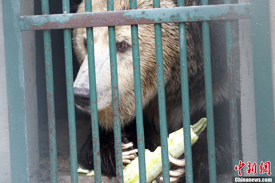 6月19日，河南鄭州，新密市動物園咬死飼養(yǎng)員的肇事棕熊被暫押在鄭州動物園內(nèi)，該熊“臥室”周圍被三重鋼