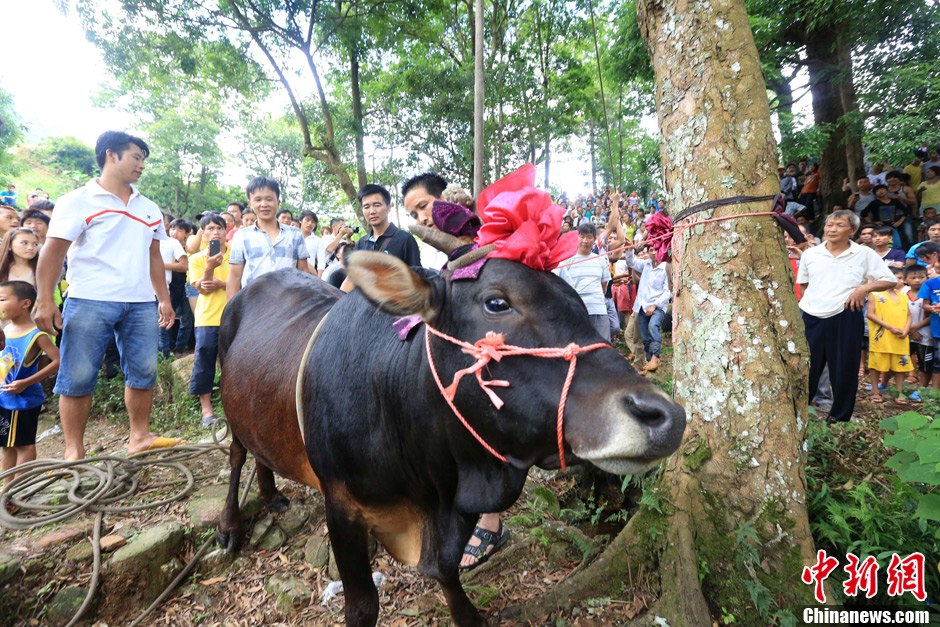 圖為村民給一頭黃牛頭戴上紅花準(zhǔn)備進(jìn)行“牽牛上樹”儀式。 譚凱興 攝