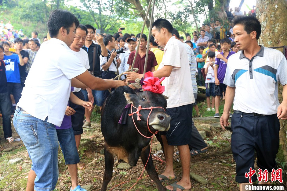 村民給黃牛套上繩索，準(zhǔn)備進(jìn)行儀式。 譚凱興 攝