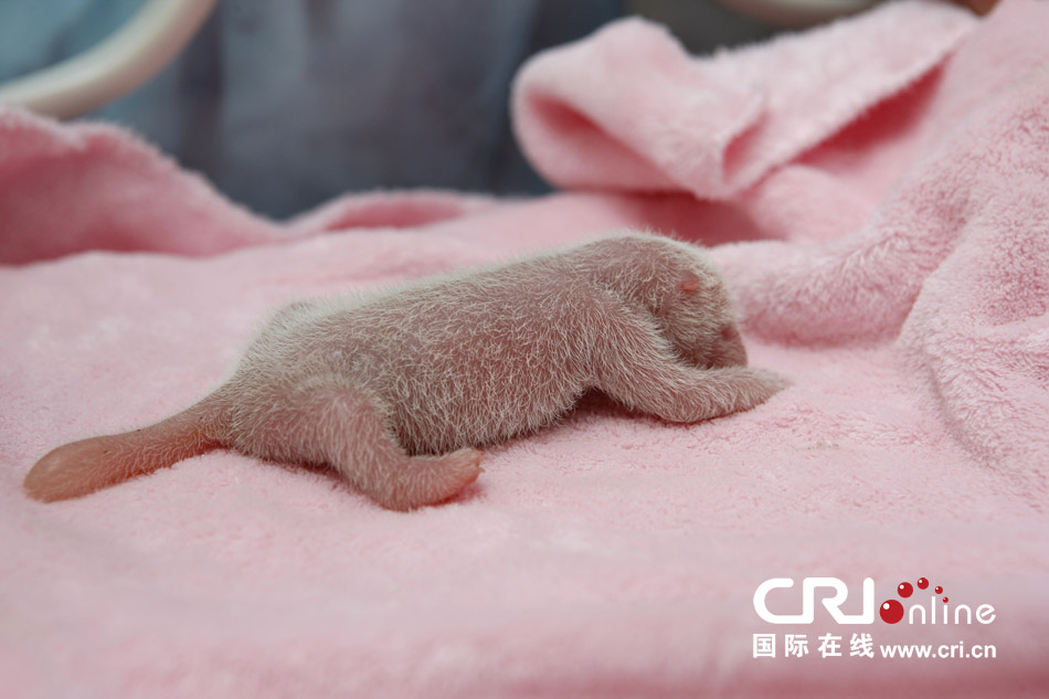2013年7月11日，成都大熊貓繁育研究基地月亮產(chǎn)房，新生大熊貓寶寶在育嬰箱里憨態(tài)可掬。