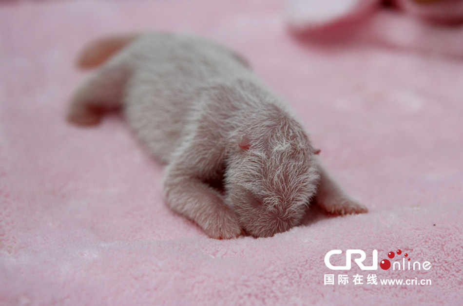 2013年7月11日，成都大熊貓繁育研究基地月亮產(chǎn)房，新生大熊貓寶寶在育嬰箱里憨態(tài)可掬。