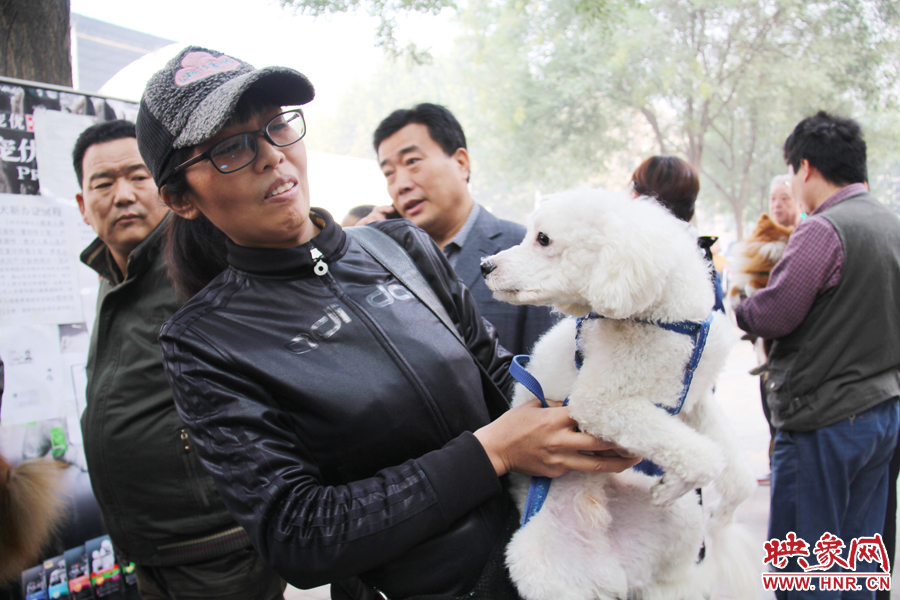 一只貴賓犬在賣萌。