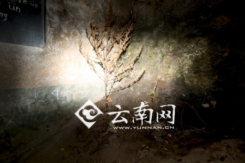 　教室里沒有燈，光線太暗，村民便種下了野蘇麻，希望教室有綠色，讓孩子們看到“希望”。 徐弘毅 攝
