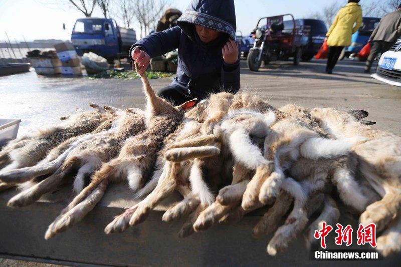 圖為12月14日，104國道靜?？h城附近，家養(yǎng)的大雁和野鴨被擺在一起售賣。田寶希 攝 圖片來源：CF