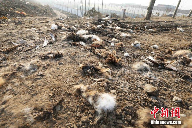 圖為12月1日，104國道靜?？h城附近，野兔的皮毛內(nèi)臟等殘留物散落一地，寒風中飄著一股刺鼻的酸臭味。