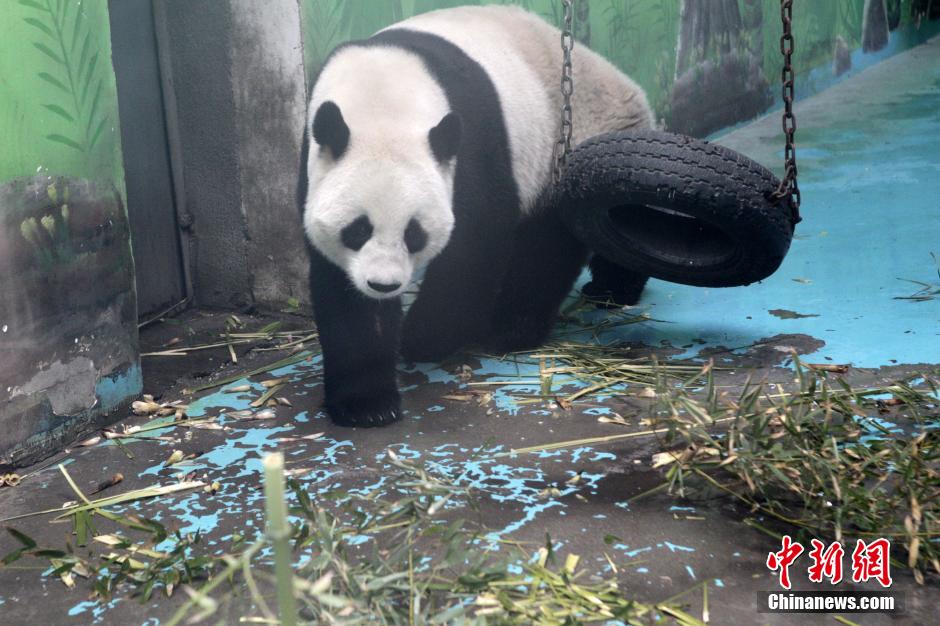 　3月17日，河南鄭州動物園內(nèi)的大熊貓“龍昇”。