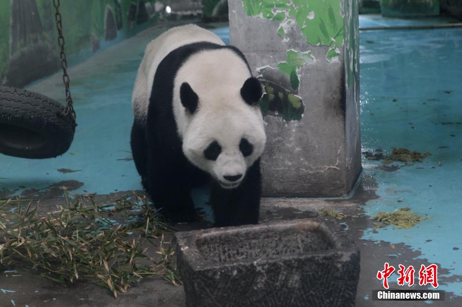 3月17日，河南鄭州動物園內(nèi)的大熊貓“龍昇”。
