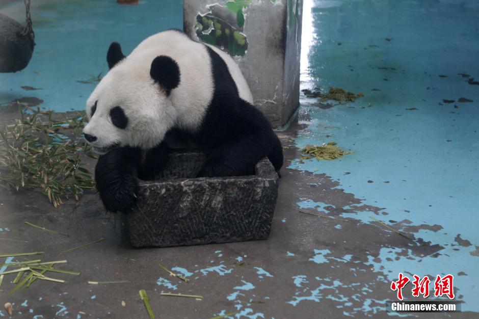 3月17日，河南鄭州動物園內(nèi)的大熊貓“龍昇”。