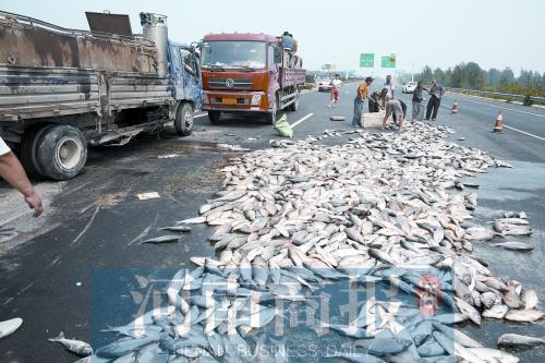 貨車翻,魚滿地。