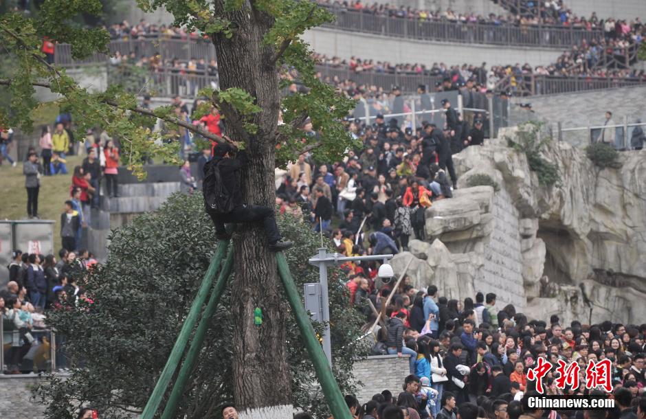重慶一市民為占據(jù)有利位置，爬上銀杏樹觀看自己喜歡的明星。