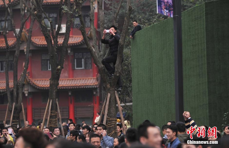 重慶一市民為占據(jù)有利位置，爬上銀杏樹觀看自己喜歡的明星。