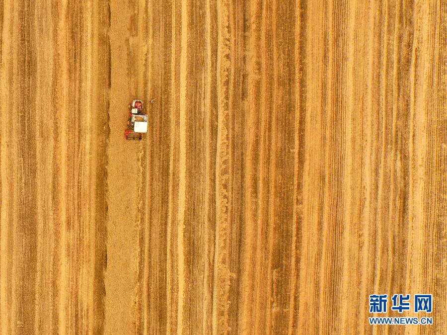 這是5月28日在河南省南陽市唐河縣甘河灣村航拍的麥?zhǔn)宅F(xiàn)場。