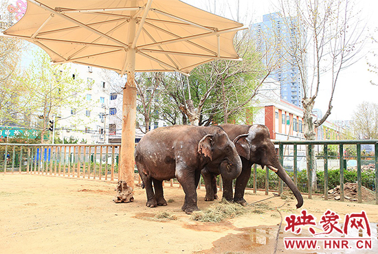 亞洲象“情侶”入住鄭州動(dòng)物園 清明小長(zhǎng)假與游客見面