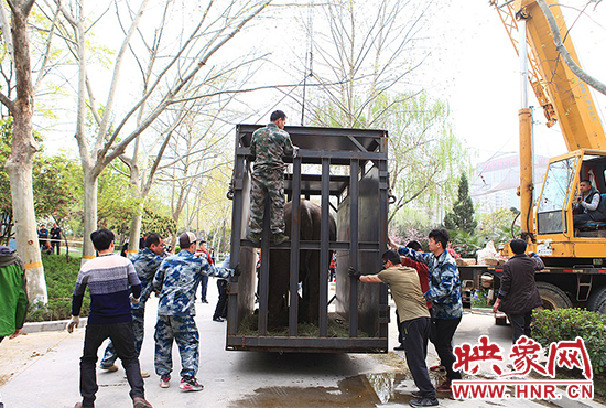 亞洲象“情侶”入住鄭州動(dòng)物園 清明小長(zhǎng)假與游客見面