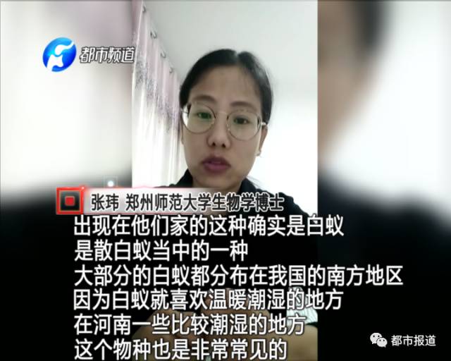 蟻?zhàn)宕筌娙肭?！十幾萬(wàn)裝修的新家被“吃掉”