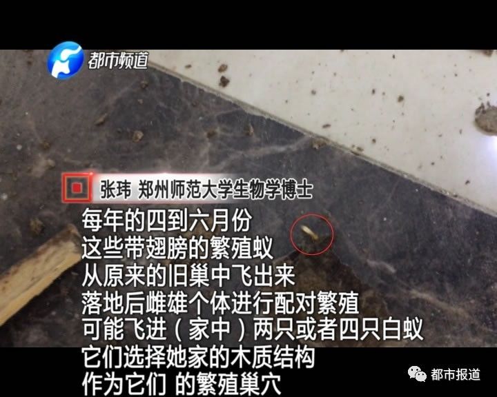 蟻?zhàn)宕筌娙肭?！十幾萬(wàn)裝修的新家被“吃掉”