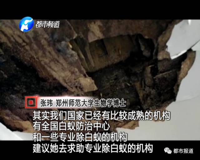 蟻?zhàn)宕筌娙肭?！十幾萬(wàn)裝修的新家被“吃掉”