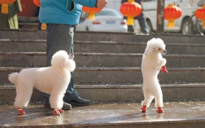 2013年2月1日,紅蓮廣場(chǎng)上,一位狗主人牽著兩只小狗散步。未來小狗出行有望佩戴“免疫證”。新京報(bào)記者 薛珺 攝