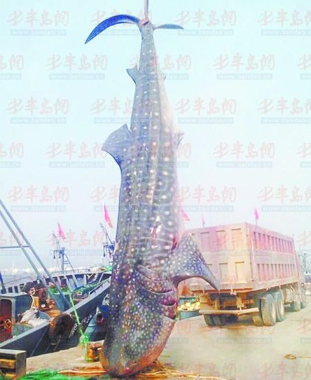 9月8日，日照漁民捕獲的重達(dá)10余噸的鯨鯊。(照片來自大眾網(wǎng))