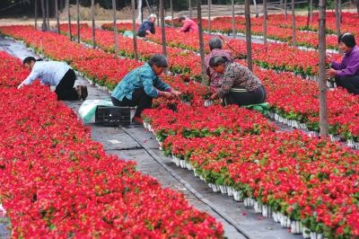 長安街沿線的10處立體花壇的擺放工作啟動(dòng)