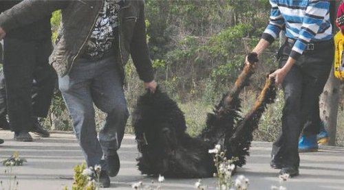 雙流鳳凰村兩只巨型藏獒襲擊村民，民警用手槍將其當場擊斃