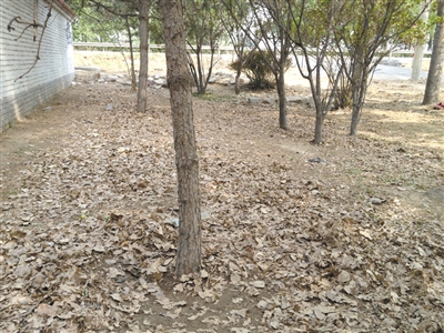 昨日，李偉被捆綁的松樹(shù)下地皮裸露。