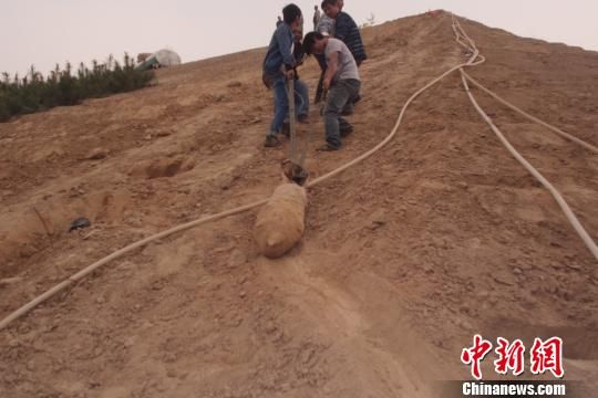 　4月27日上午，當?shù)卮迕裨诠系販洗逡痪G化處挖出一枚長1米，重200斤的炸彈，5月10日，這枚炸彈已