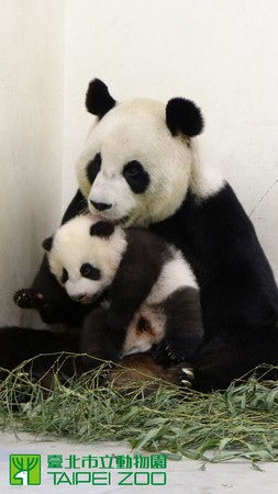圖片來(lái)源：臺(tái)北動(dòng)物園提供