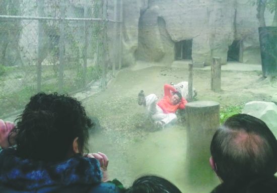 昨日，成都動(dòng)物園，男子進(jìn)入白虎活動(dòng)區(qū)后被白虎拖行。動(dòng)物園出動(dòng)50多人成功營(yíng)救下他
