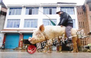 蔣大爺騎著他的種豬出門，回頭率很高。