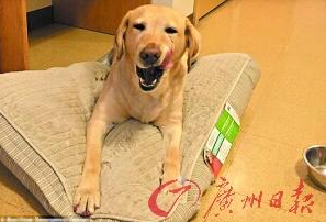 機(jī)智的導(dǎo)盲犬尤蘭達(dá)。