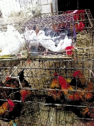 銷量大不如前，近期可能漲價(jià)
