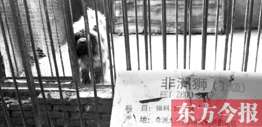 動物園里看獅子發(fā)現竟是藏獒
