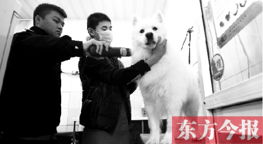 昨天，鄭州城管首次進(jìn)寵物店清查無證犬只