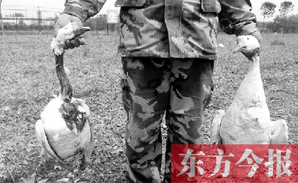 濟(jì)源一山間農(nóng)場遭襲，死傷200多只大鵝