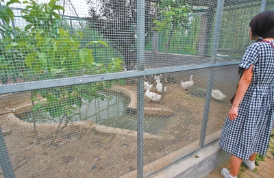 救助鳥類的大籠子里沒有鳥類，鴨子和鵝占了“鵲巢