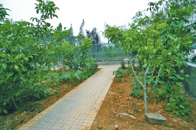 路兩邊是核桃樹，而路的盡頭救助野生鳥類的籠子，鴨子和鵝占了鵲巢