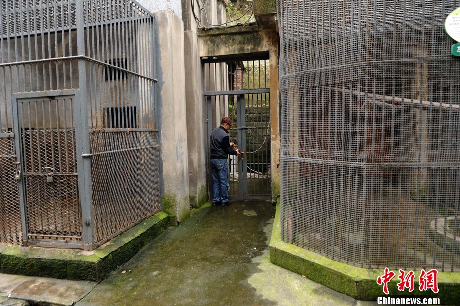重慶動(dòng)物園兩頭獅子“越獄” 已被麻醉移至籠舍