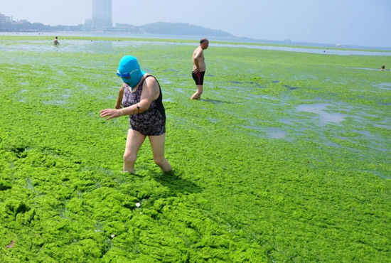 2013年7月3日，山東青島青島高溫來襲，“青島大媽”不懼滸苔，戴著“強(qiáng)盜面具”出現(xiàn)在海水浴場(chǎng)消暑降