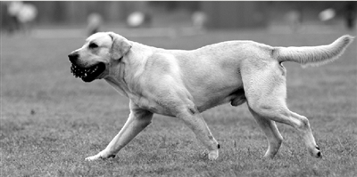 養(yǎng)犬限高35厘米一旦實(shí)施，拉布拉多、金毛等大型犬將被禁養(yǎng)。