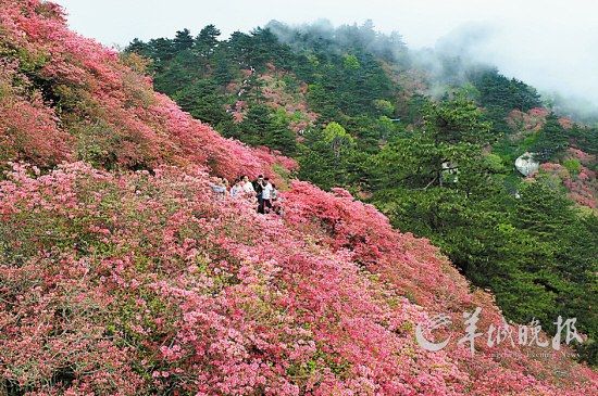 　　湖北麻城龜峰山10萬畝連片野生杜鵑。